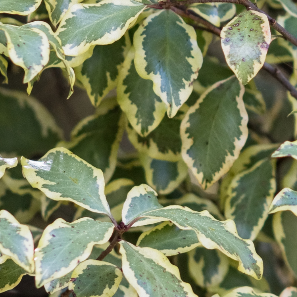 Pittosporum à petites feuilles 'Variegatum' - Pittosporum tenuifolium 'Variegatum'