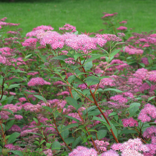 Seringat, Jasmin des poètes - Philadelphus virginalis