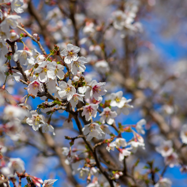 Cerisier à fleurs nain du Japon - Prunus incisa Kojo no mai