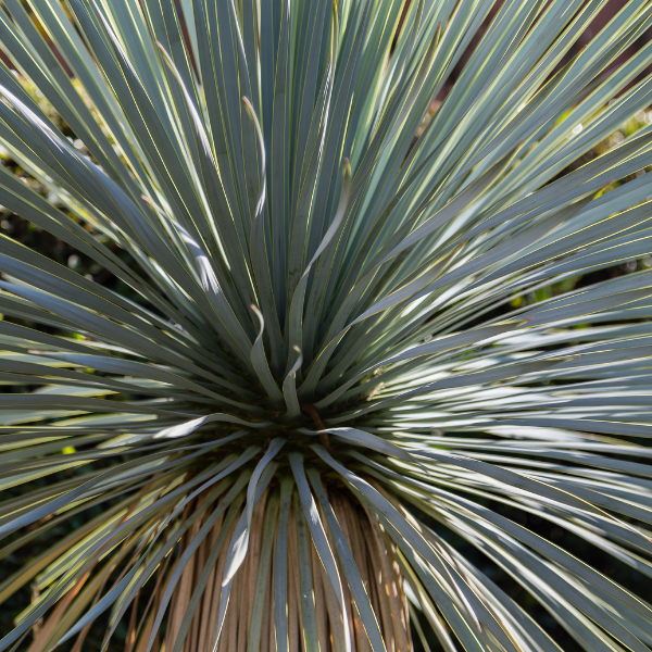 Yucca Rostrata - Yucca Rostrata