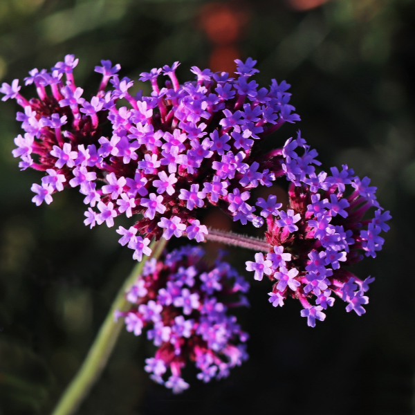 Verveine de Buenos Aires - Verbena bonariensis