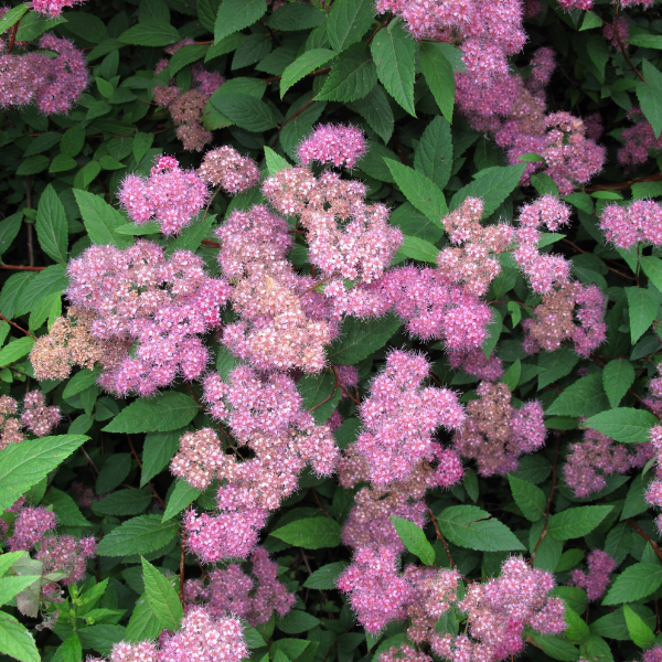 Seringat, Jasmin des poètes - Philadelphus virginalis