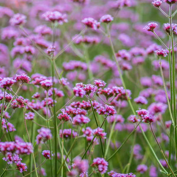 Verveine de Buenos Aires - Verbena bonariensis