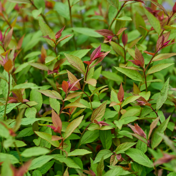 Spirée japonaise 'Goldflame' - Spiraea japonica 'Goldflame'