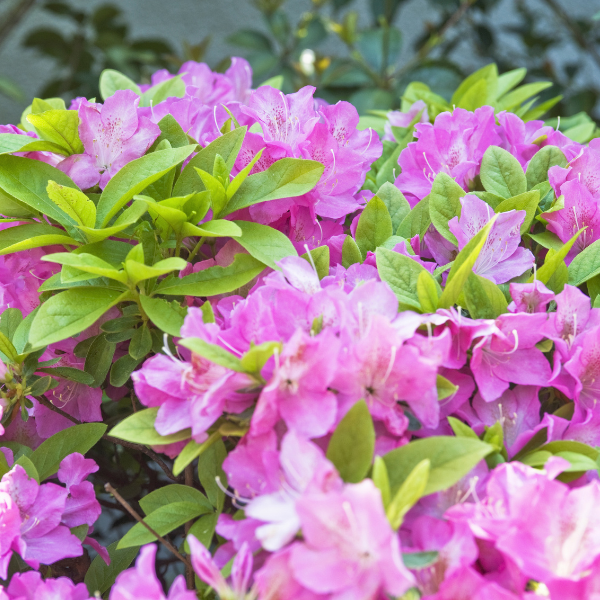 Rhododendron 'Roseum Elegans' - Rhododendron 'Roseum Elegans'