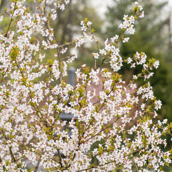 Cerisier à fleurs nain du Japon - Prunus incisa Kojo no mai