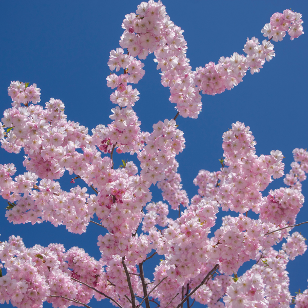 Cerisier du Japon 'Accolade' - Prunus 'Accolade'