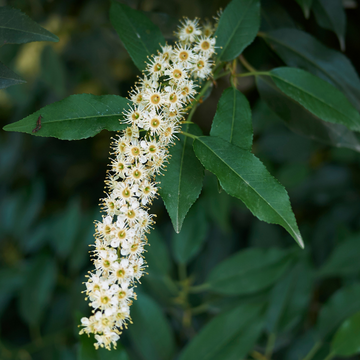 Laurier du Portugal - Prunus lusitanica Angustifolia