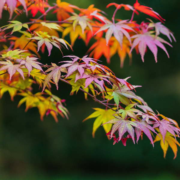 Érable du Japon 'Atropurpureum' - Acer palmatum 'Atropurpureum'