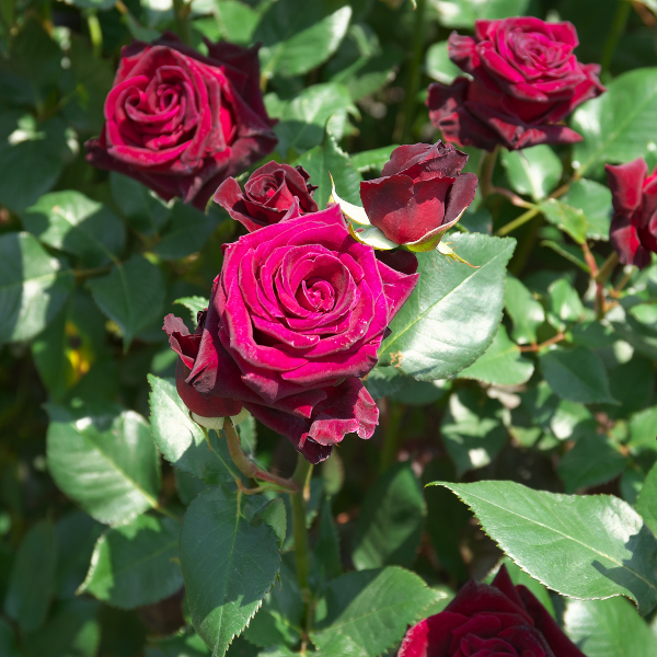 Rosier Thé moderne 'Black Baccara' - Rosa Thé moderne 'Black Baccara'