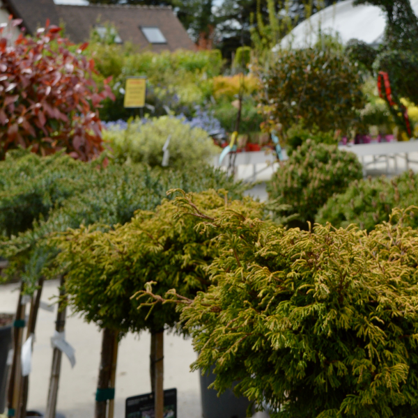 Cyprès de Leyland - Cupressocyparis leylandii