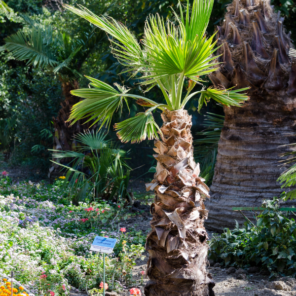 Palmier du Mexique - Washingtonia Robusta