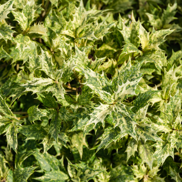 Osmanthe à feuilles variables 'Goshiki' - Osmanthus heterophyllus 'Tricolor'