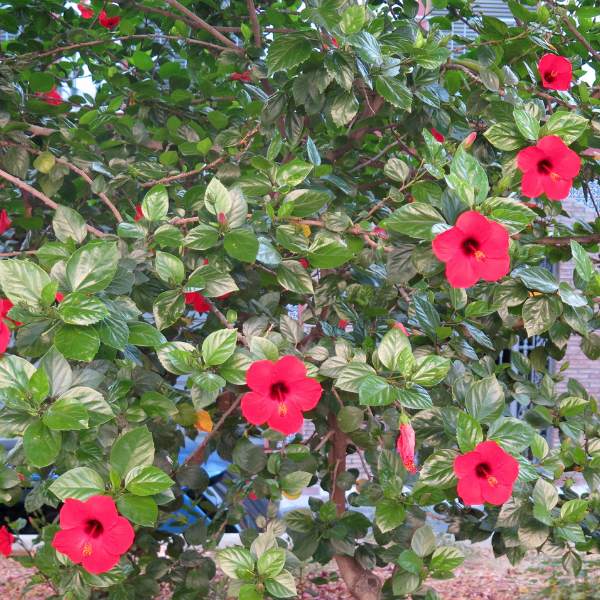 Hibiscus Variée