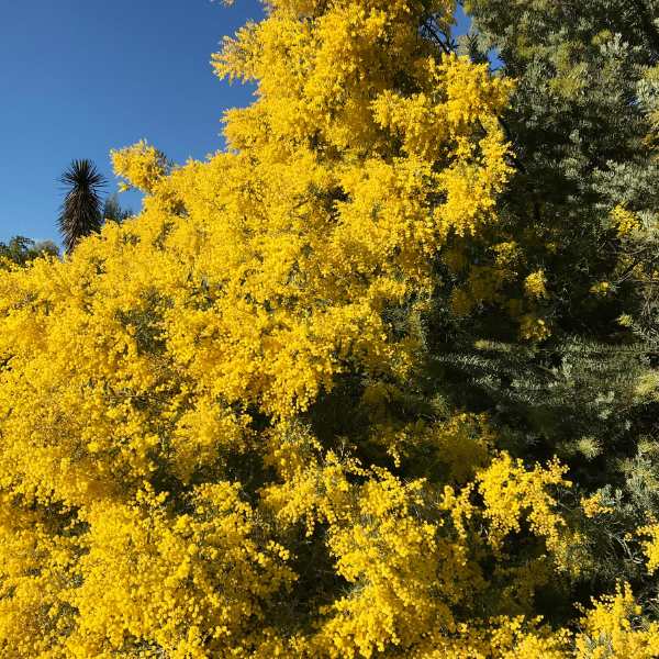 Mimosa des 4 saisons Lisette - Acacia retinodes