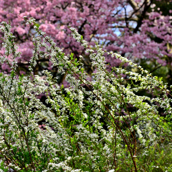 Spirée de Thunberg - Spiraea thunbergii Fujino pink