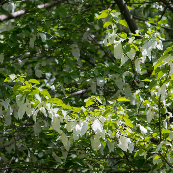 Arbre Aux Mouchoirs - Davidia Involucrata