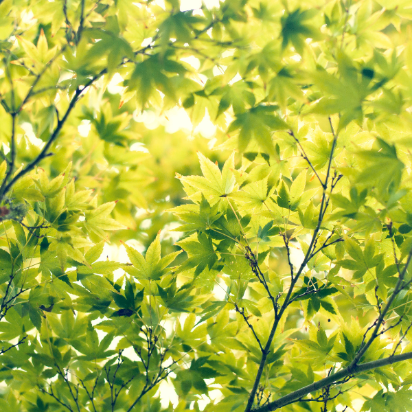 Erable du Japon 'Going Green' - Acer palmatum 'Going Green'