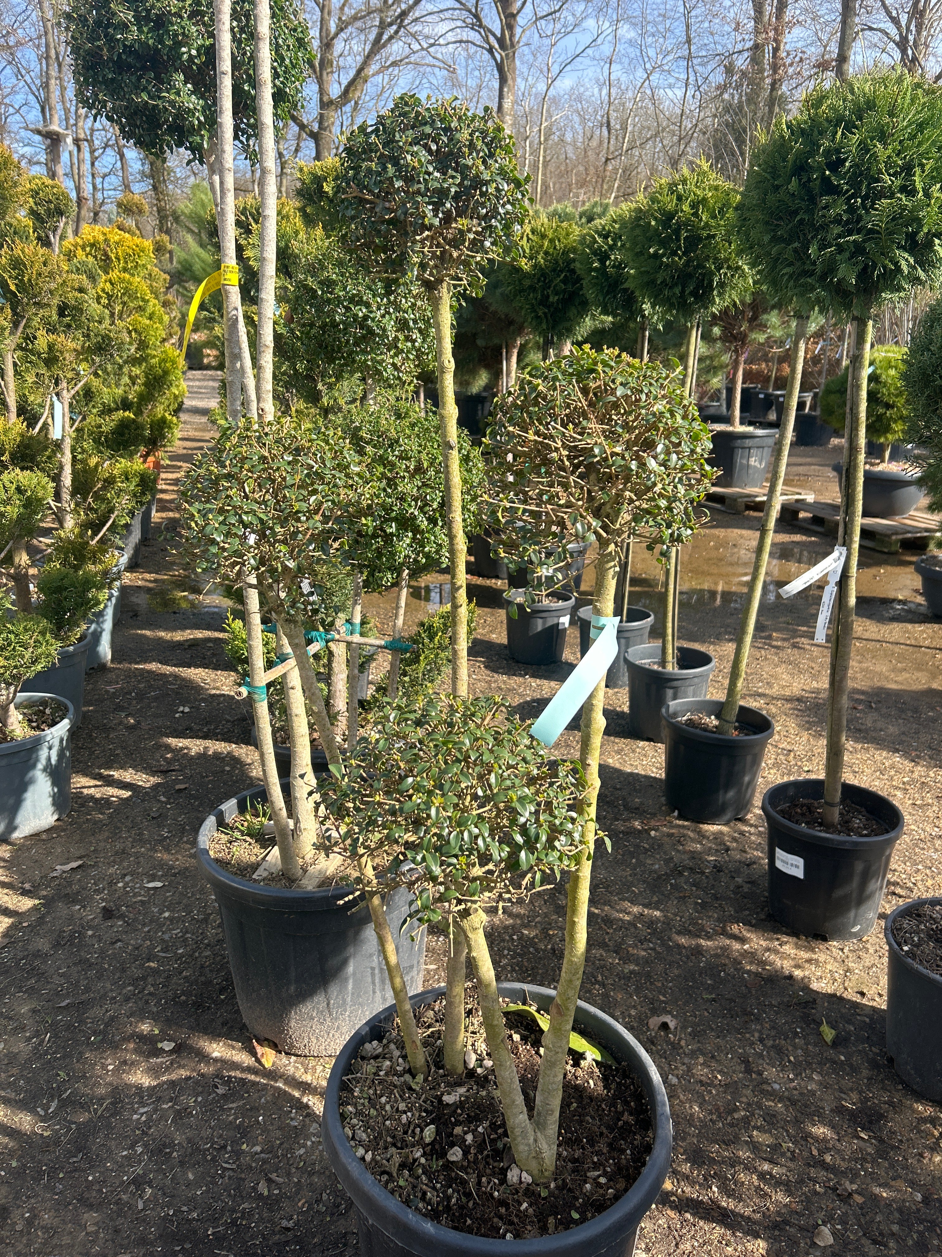 Troène à feuilles de buis - Ligustrum jonandrum