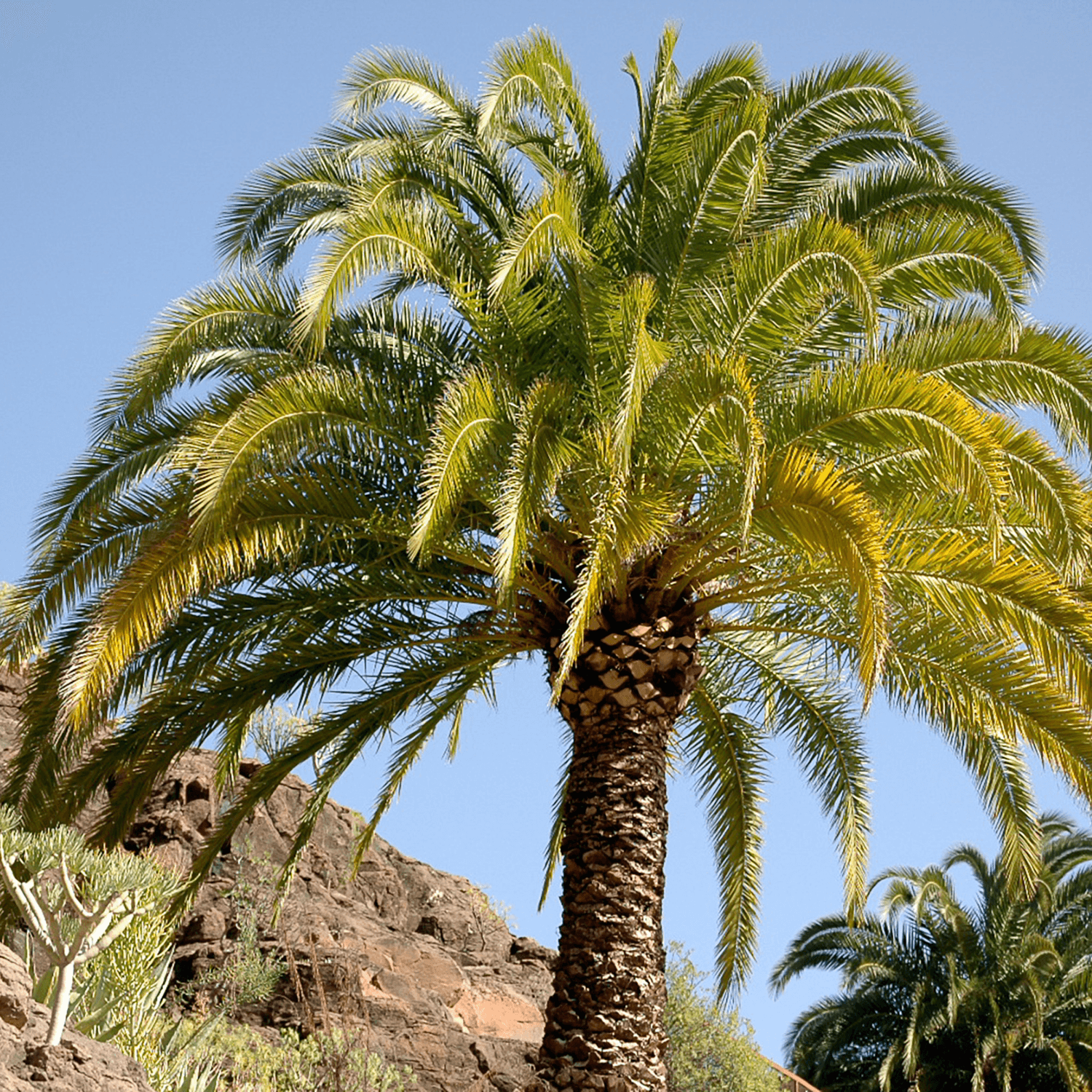 Palmier des Canaries - Phoenix canariensis - FLEURANDIE