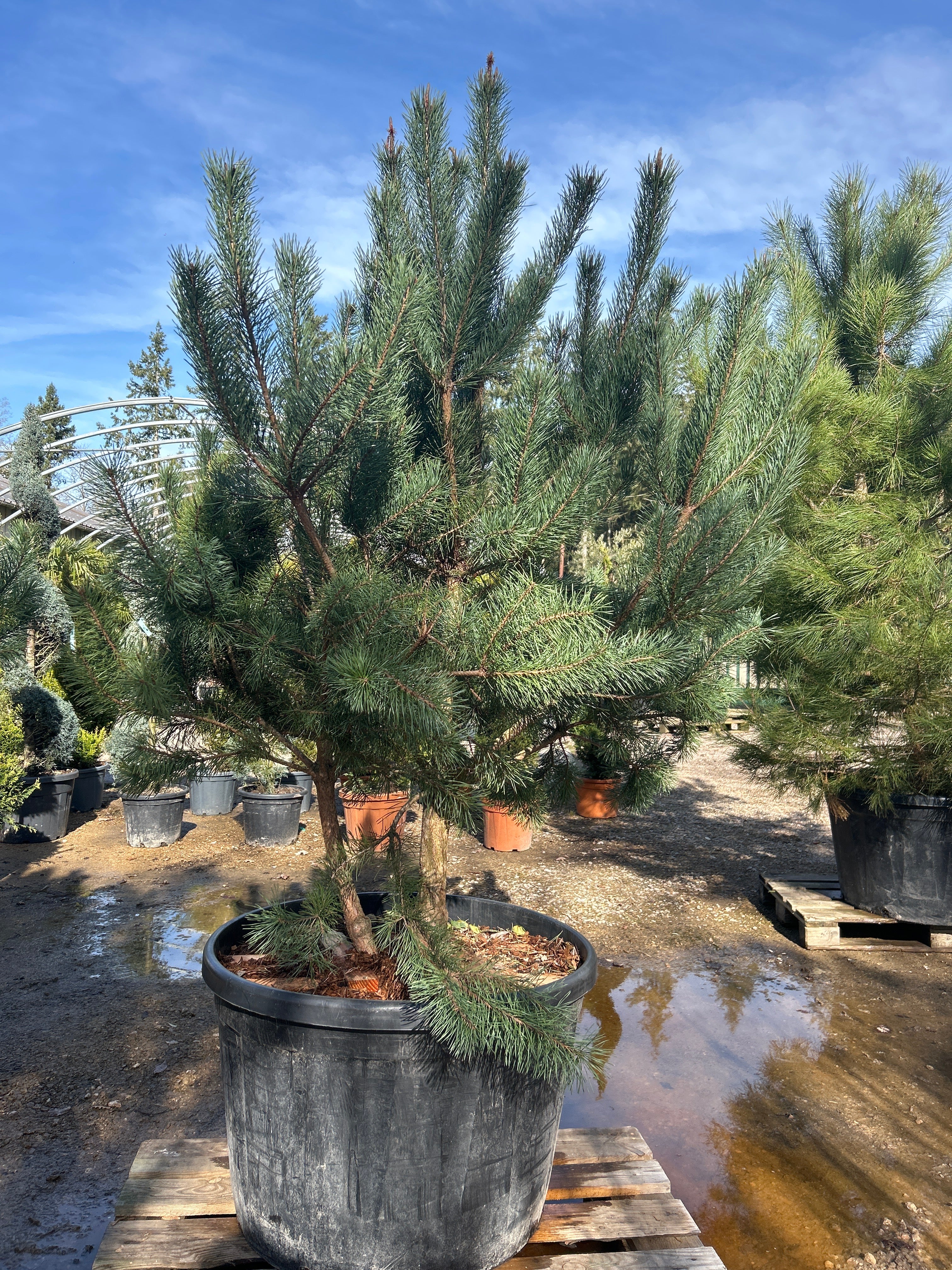 Pin sylvestre - Pinus sylvestris