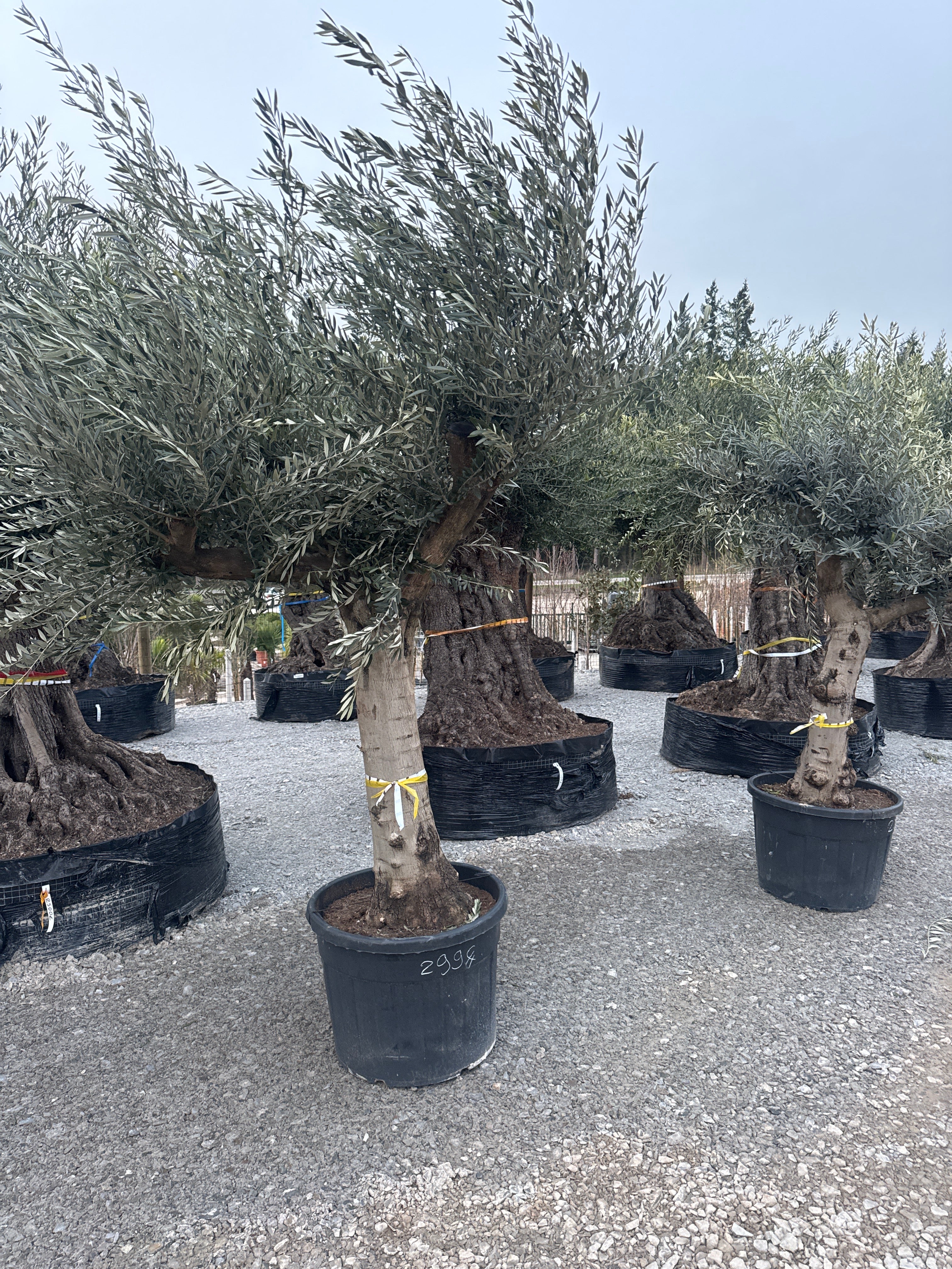 Olivier D'Europe - Olea Europaea Ramificado Pot - 55/75 - 150L