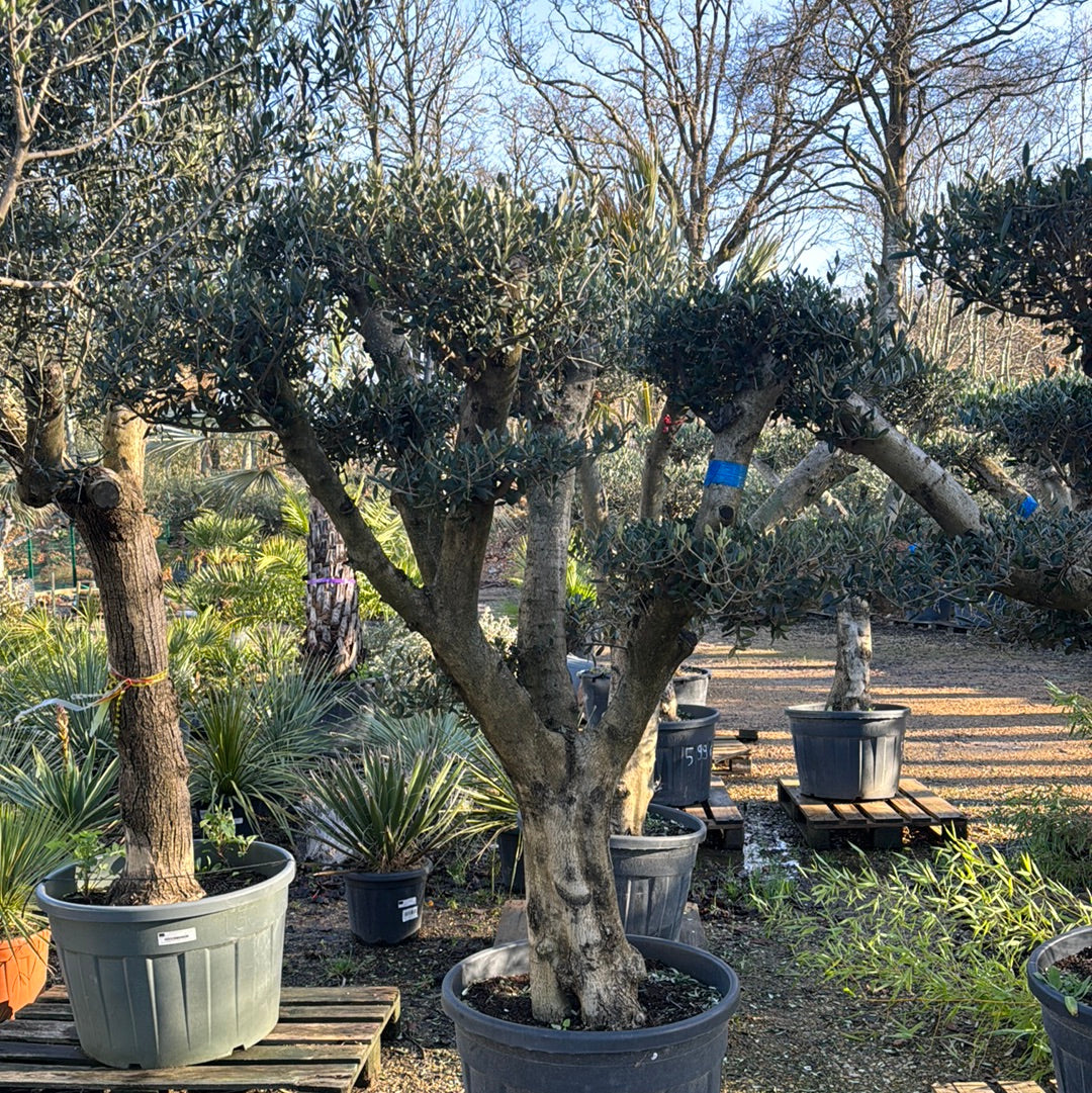 Olivier D'Europe - Olea Europaea Plateau/P. Jeune - 110/130L