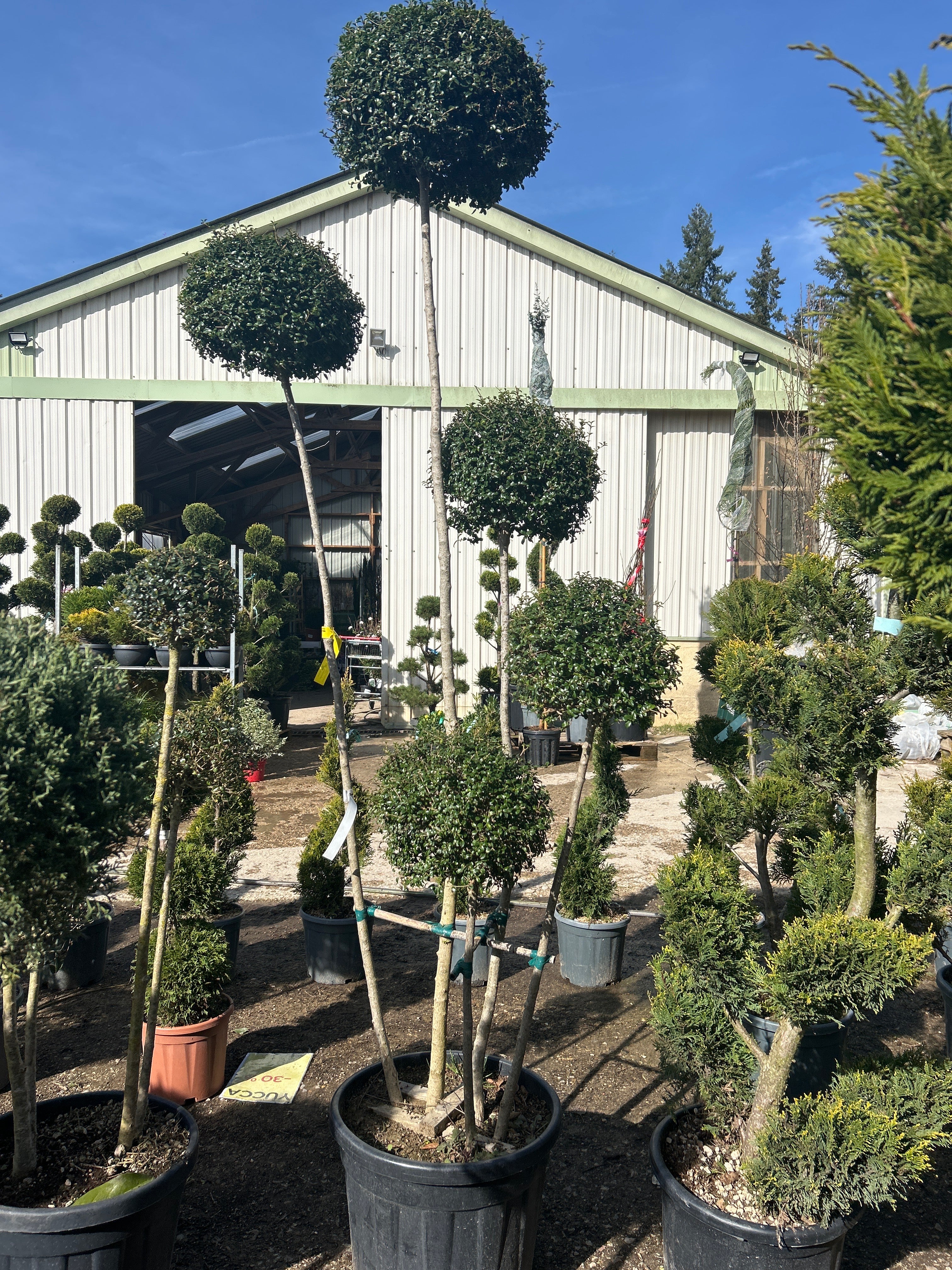 Troène Ibota - Ligustrum delavayanum