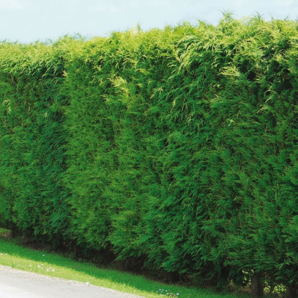 Cyprès de Leyland - Cupressocyparis leylandii