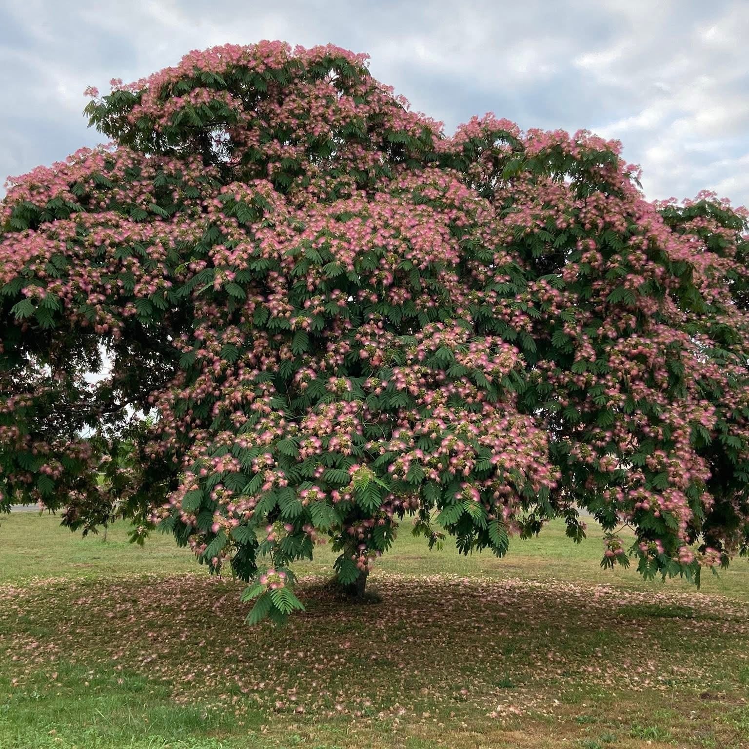 Arbre à soie 'Ombrella' - Albizia julibrissin 'Ombrella'