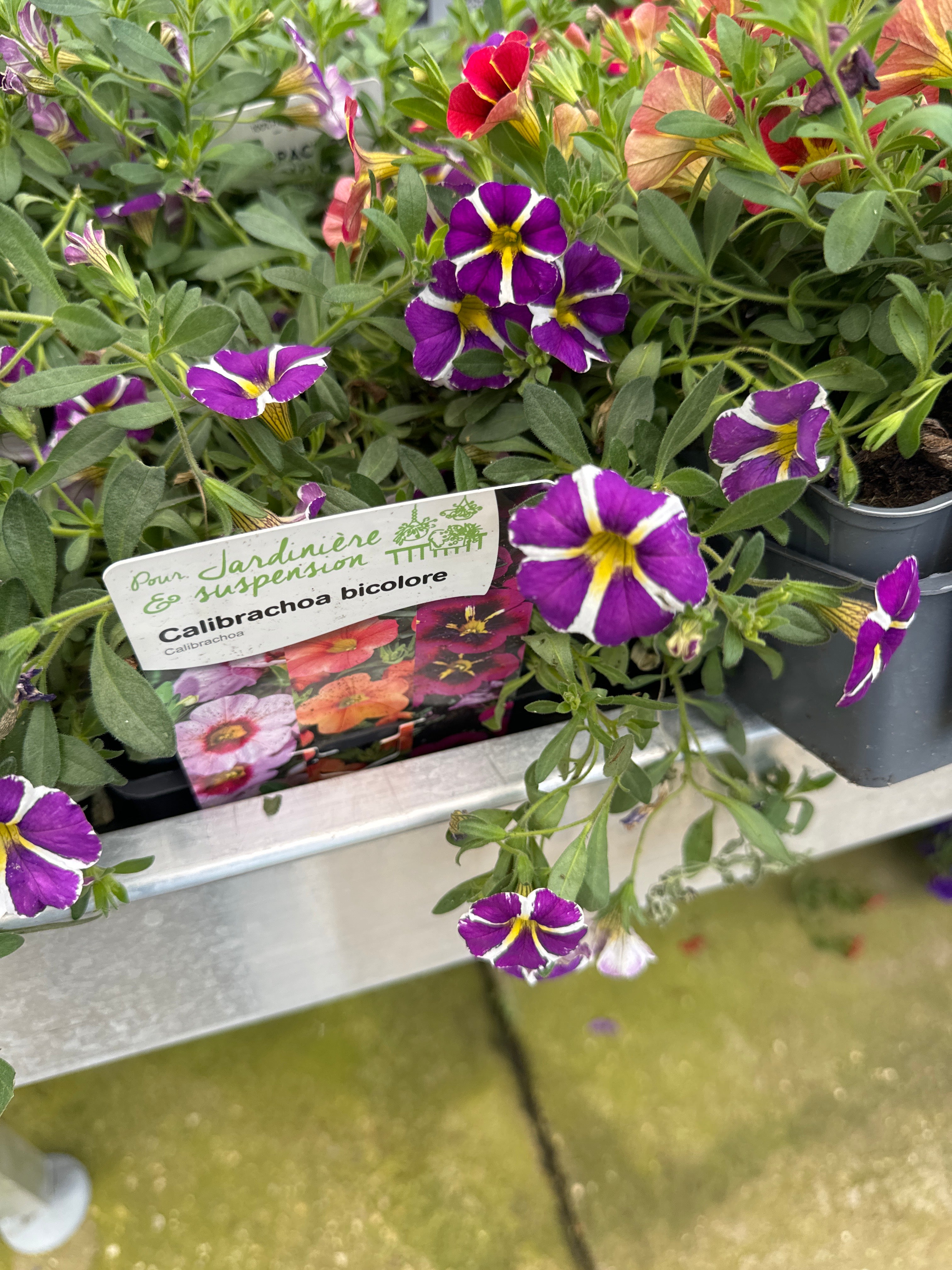 Surfinia Million Bells Bicolore