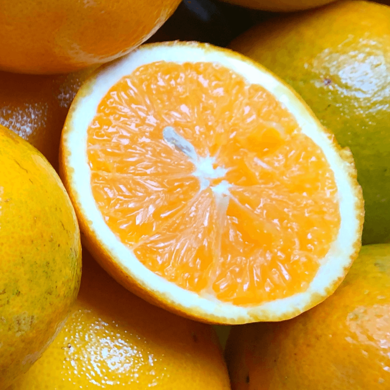 Oranger - Citrus sinensis - FLEURANDIE