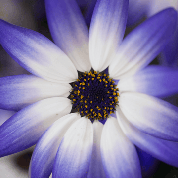 Cinéraire à fleur - Senecio cruentus ou Pericallis