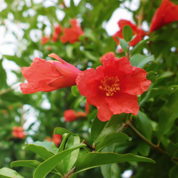 Grenadier à fleurs - Punica granatum Noshi Shibari