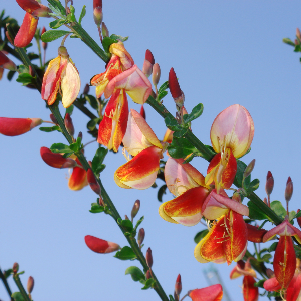 Genet Varié  - Cytisus