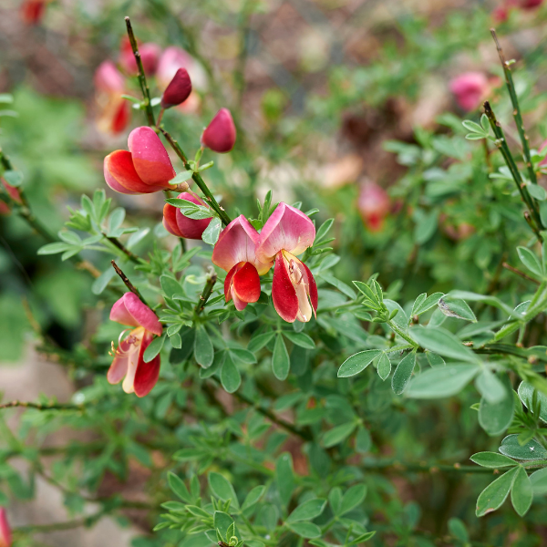 Genet Varié  - Cytisus