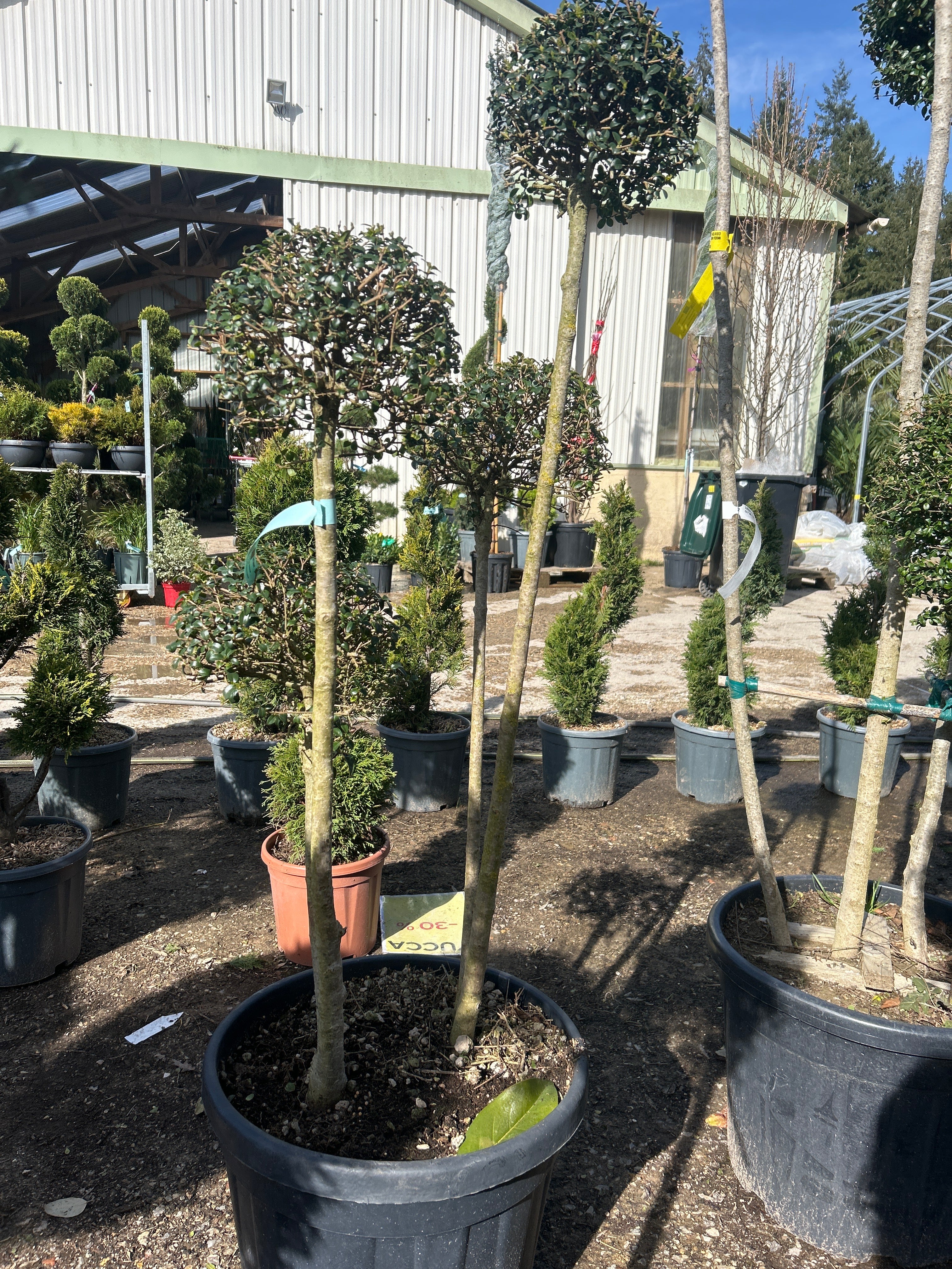 Troène à feuilles de buis - Ligustrum jonandrum