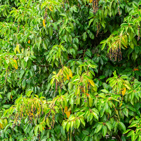 Laurier du Portugal - Prunus lusitanica Angustifolia