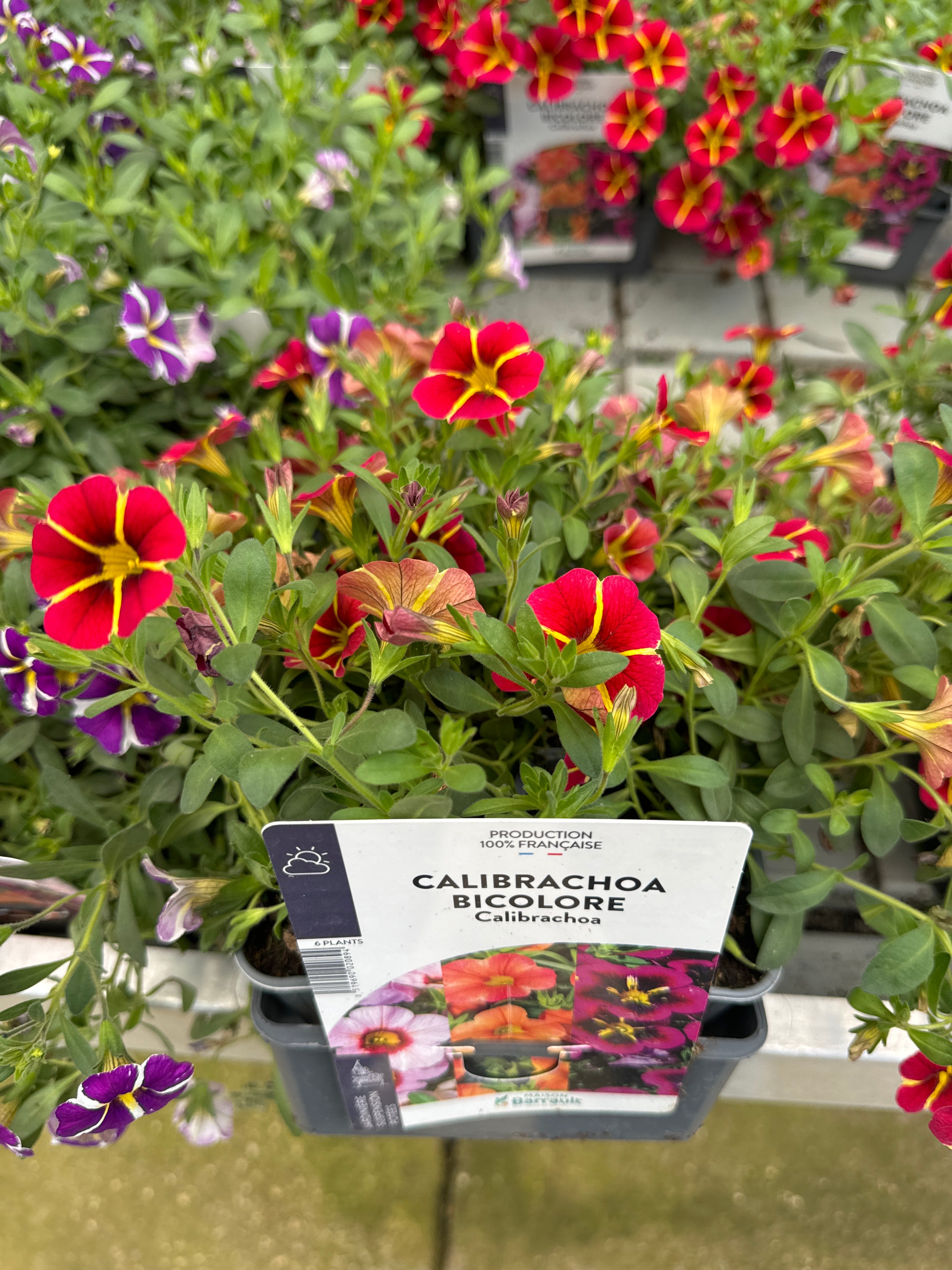 Surfinia Million Bells Bicolore