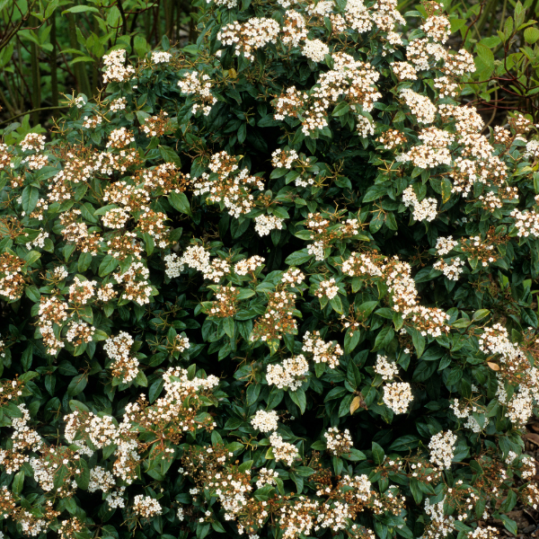 Viorne tin 'Eve Price', Laurier tin 'Eve Price' - Viburnum tinus 'Eve Price'