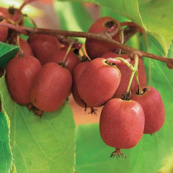 Kiwi 'Ken's Red' - Actinidia Ken's Red