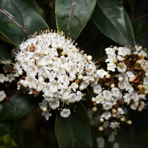 Viorne tin 'Eve Price', Laurier tin 'Eve Price' - Viburnum tinus 'Eve Price'