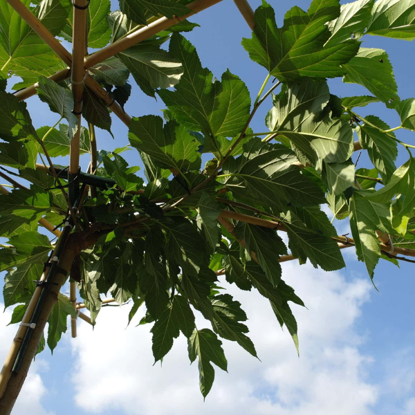 Mûrier platane stérile - Morus platanifolia fruitless