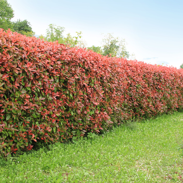 Photinia x fraseri 'Red Robin'- Photinia x fraseri 'Red Robin'