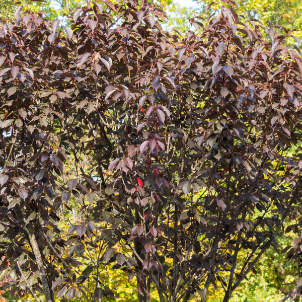 Cerisier à fleurs 'Nigra' - Prunus Pissardi 'Nigra'