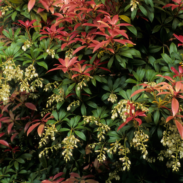 Andromède du Japon 'Variegata' - Pieris japonica 'Variegata'