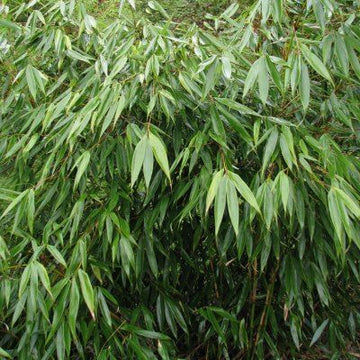 Bambou non traçant 'Formidable' - Fargesia robusta 'Formidable'