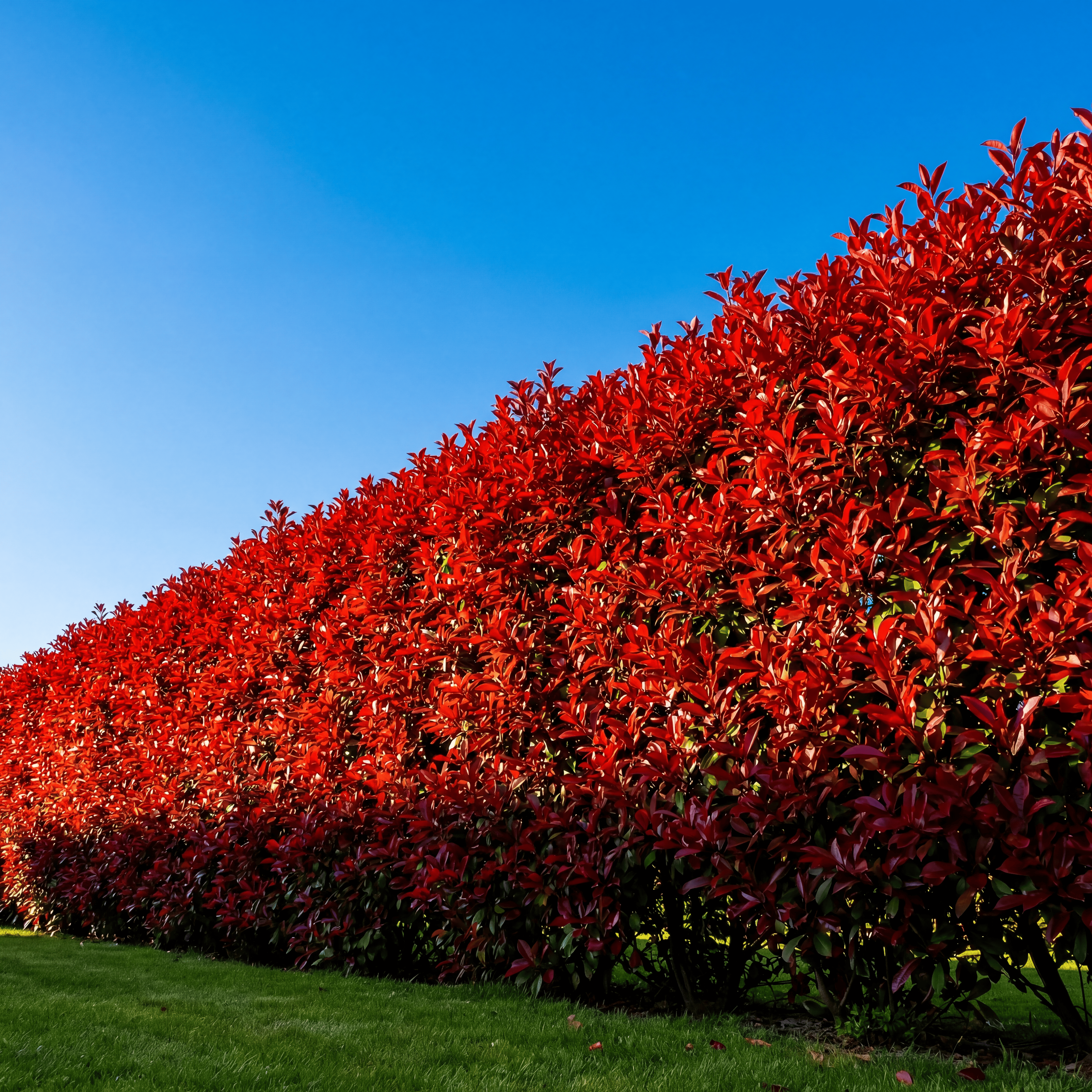 Photinia x fraseri 'Carré Rouge'