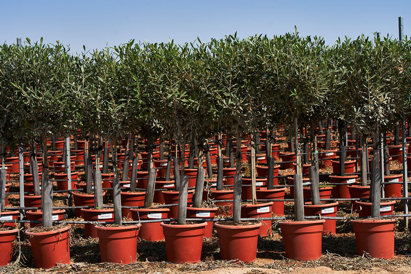 Olivier D'Europe - Olea Europea Tige - 10L