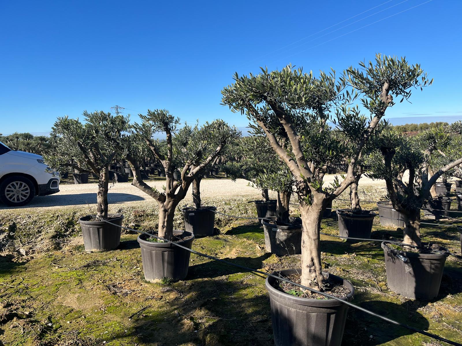 Olivier D'Europe - Olea Europaea Plateau/P. Jeune - 110/130L